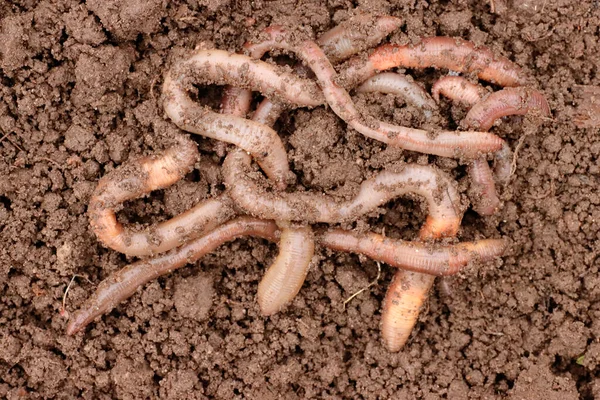 Aardworm op de grond, één close-up. Gebruikt in landbouw en visserij. — Stockfoto