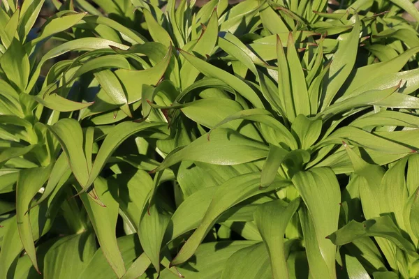 Císařský lískový tetřev zelené květy listy, krásné zelené pozadí pro design. — Stock fotografie