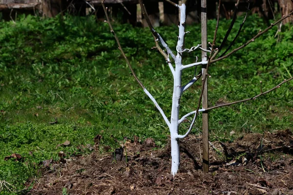 A seedling of a young fruit tree treated with whitewash from pests. Royalty Free Stock Photos
