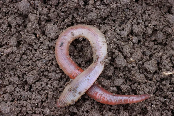 Earthworm on the ground, one close-up. Used in agriculture and fishing. Stock Photo