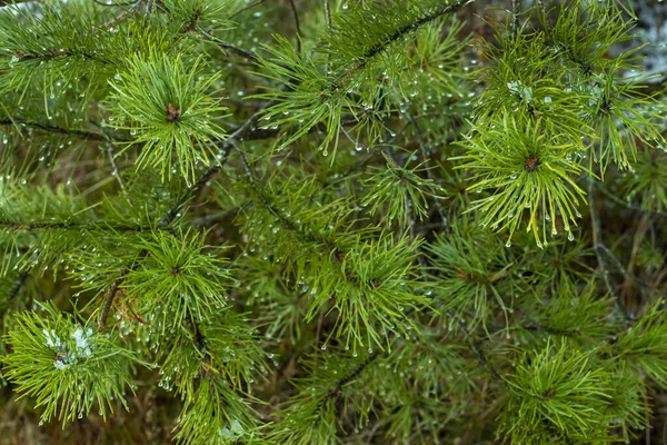 Pine branches with drops of rain and snow, winter landscape. Stock Picture
