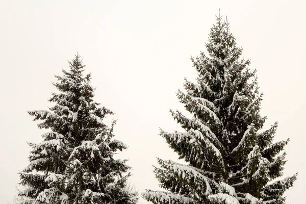 Ялина на снігу, красивий зимовий пейзаж . — стокове фото