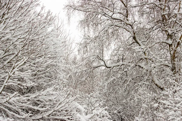 Снігова буря в лісі - красивий зимовий пейзаж . — стокове фото