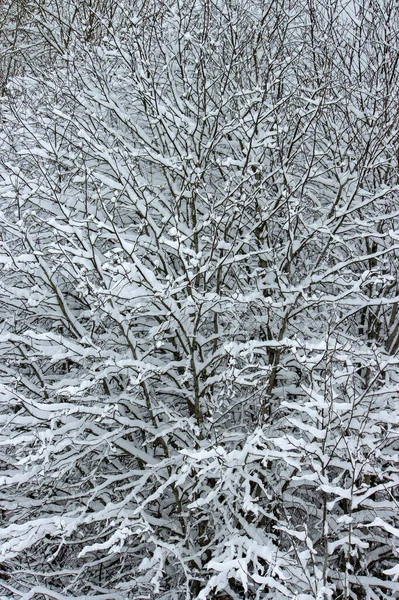 Кущі на снігу, зимовий пейзаж фото . — стокове фото