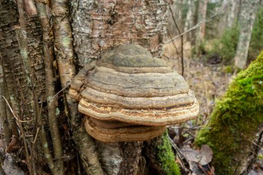 Ağaçtaki mantar mantarı yakın plan, manzara manzarası.