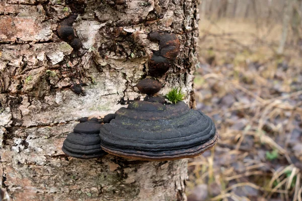 Cogumelo de Chaga em uma árvore de vidoeiro, tem propriedades medicinais. — Fotografia de Stock