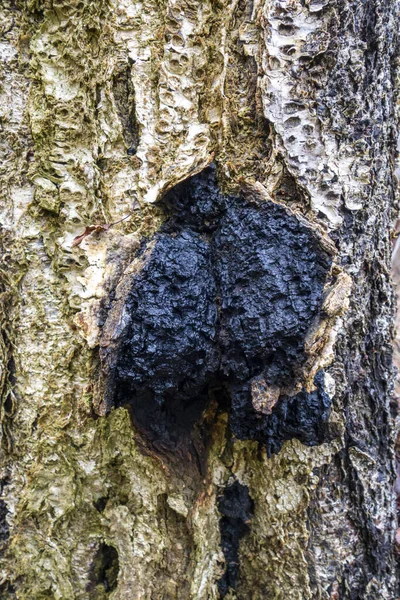 Champiñón chaga en un primer plano de abedul. Tiene propiedades curativas, tratamiento de enfermedades y cáncer. — Foto de Stock