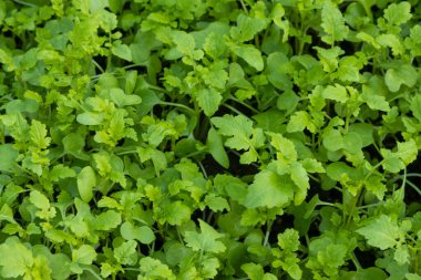 Growing mustard microgreens, close up, for a healthy diet.