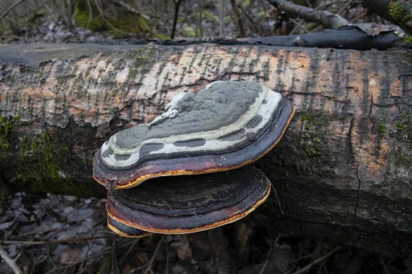 Mushrooms on a tree trunk, forest landscape. — Stock fotografie