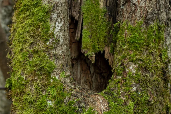 Hollow tree close-up, animal lives, nature photography. — ストック写真