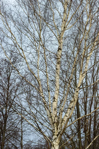 Birch on a background of blue sky with clouds, beautiful landscape. — 图库照片