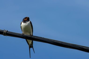 Kuş kırlangıcı elektrik kablosuna oturur, kuş manzarası