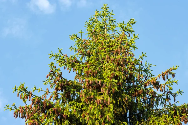 Een enkele sparren tegen de blauwe lucht, er zijn veel kegels op de boom — Stockfoto