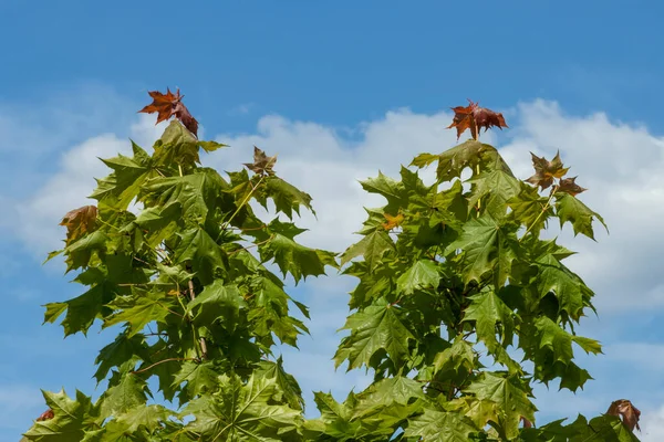 Jovens maples verdes contra o céu azul com belas nuvens, bela paisagem para relaxamento — Fotografia de Stock