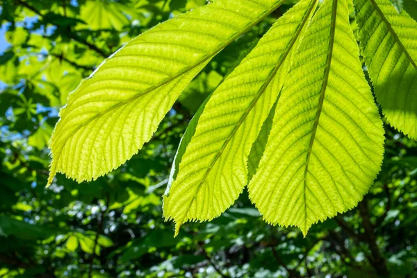 Világos zöld levelek ragyognak keresztül a napsugarak, természetes természetes háttér a banner és design — Stock Fotó