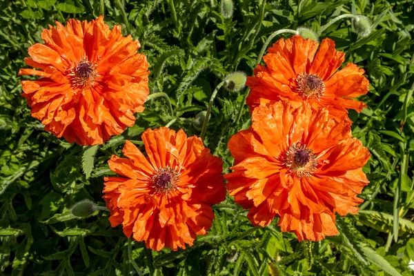 Beautiful orange poppies bloom in the garden, beautiful floral background — Stock Photo, Image
