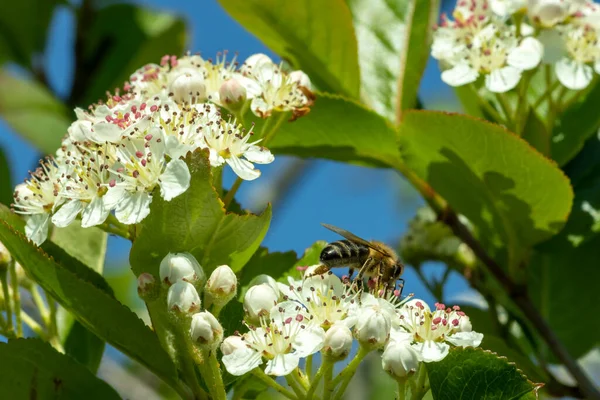 Blooming chokeberry in the garden. A bee sits on a chokeberry flower Royalty Free Stock Photos