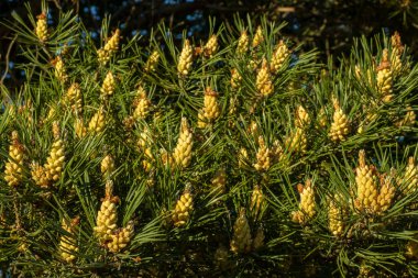 Blooming pine buds, a beautiful spring landscape for photo wallpaper