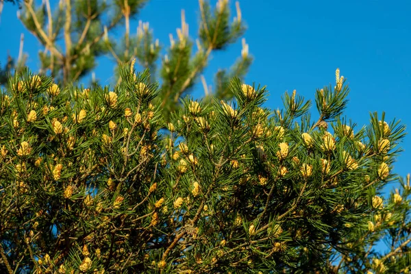 Blooming pine buds, a beautiful spring landscape for photo wallpaper — Fotografia de Stock