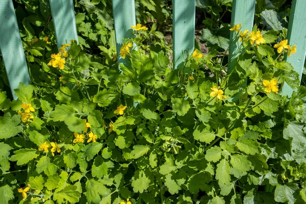 Celandine растет в саду, используется в медицине — стоковое фото