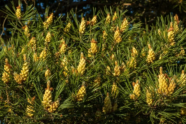 Blooming pine buds, a beautiful spring landscape for photo wallpaper — Zdjęcie stockowe