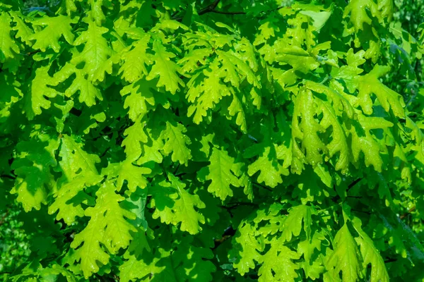 Bright green leaves on the branches of an oak tree. Beautiful background of young green foliage — Φωτογραφία Αρχείου