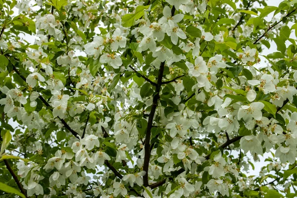 Nature in the spring. Branch with beautiful white spring flowers of a fruit tree. Blossom concept — Foto de Stock