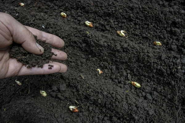 Planting bean seeds in the ground with your hands. Agronomy and agriculture Stock Image