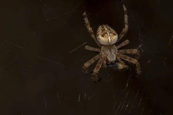 A beautiful spider caught a fly while hunting in a web — Stock Photo, Image