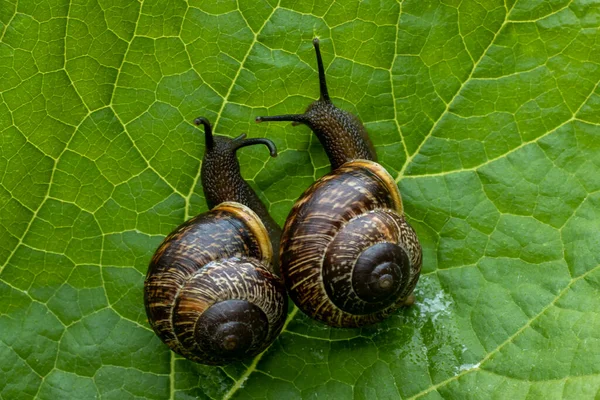 Two wild snails are crawling on a green leaf — Stock Photo, Image