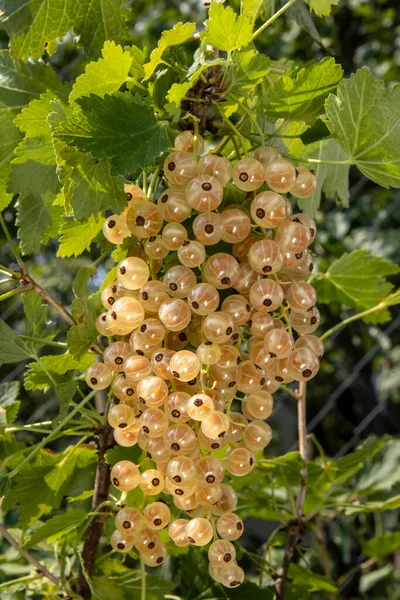 Rama de grosella blanca con bayas en el jardín, para pancartas y publicidad — Foto de Stock