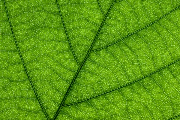 Brillante hoja verde transparente primer plano, hermoso fondo verde abstracto para el diseño y la relajación — Foto de Stock