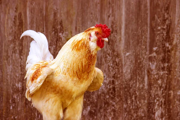 Rooster with raised wings: close-up portrait with room for copying — Stock Photo, Image