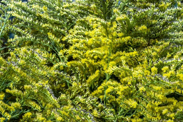 设计用的黄绿色天然树篱背景 — 图库照片