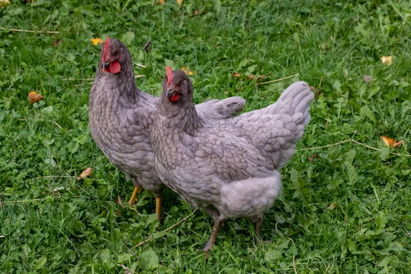 닭들이 푸른 잔디 위를 걷고 있다 — 스톡 사진