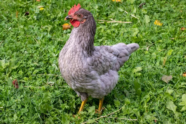 Az egyik tyúk a gyepen sétál zöld fűvel. — Stock Fotó