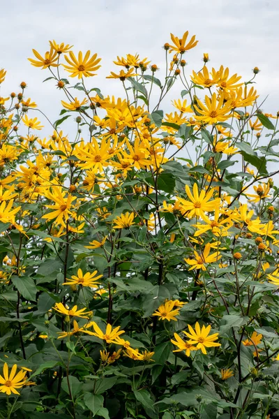 Yellow flowers of Jerusalem artichoke on a background of blue sky, the concept of nature and relaxation. — Stock Photo, Image