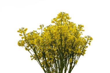 Sarı çiçekli brokoli lahanası. Beyaz arkaplanda izole