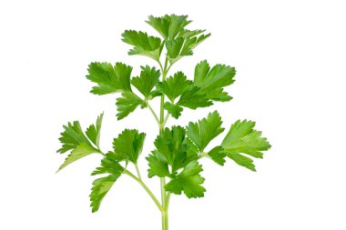 Beyaz arka planda izole edilmiş güzel bir yeşil maydanoz filizi. Beslenme için güzel bir vitamin çeşnisi. Sağlıklı gıda konsepti
