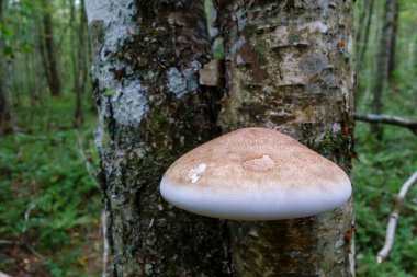 Bir huş ağacında kahverengi bir mantar yetişir, güzel bir orman manzarası.