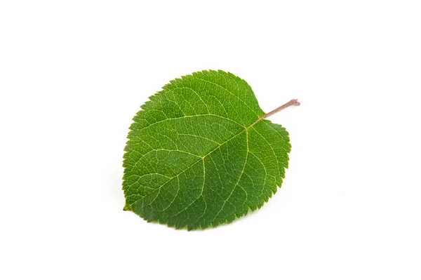Зеленый лист яблони закрыть изолированы на белом фоне — стоковое фото