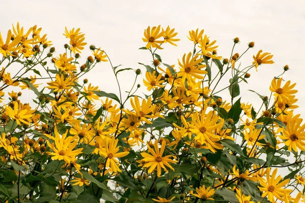 Yellow flowers of Jerusalem artichoke on a background of blue sky, the concept of nature and relaxation — Stock Photo, Image