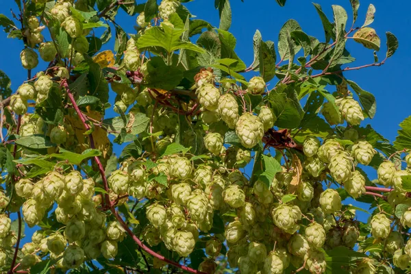 Cones and leaves of hops beautiful landscape. It is used in brewing and medicine Stock Picture