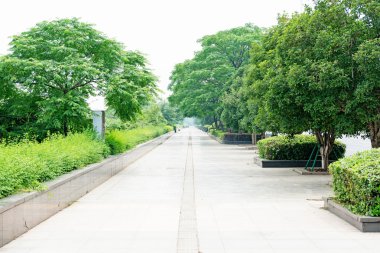 Parktaki yeşil ağaçlar