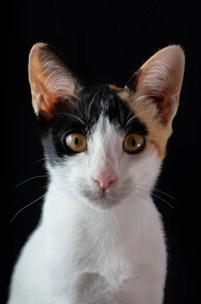 Estúdio Tiro Três Cores Gato Sentar Fundo Preto — Fotografia de Stock