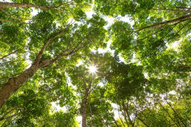Arka planda orman ağacına zemin manzaralı güneş ışığından bakıyorum.
