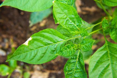 Çili ağacında ya da çalılıkta yetişen kırmızı biber.