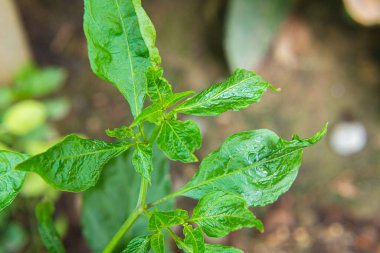 Çili ağacında ya da çalılıkta yetişen kırmızı biber.