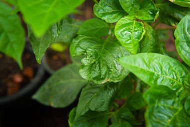 Çili ağacında ya da çalılıkta yetişen kırmızı biber.