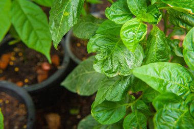 Çili ağacında ya da çalılıkta yetişen kırmızı biber.